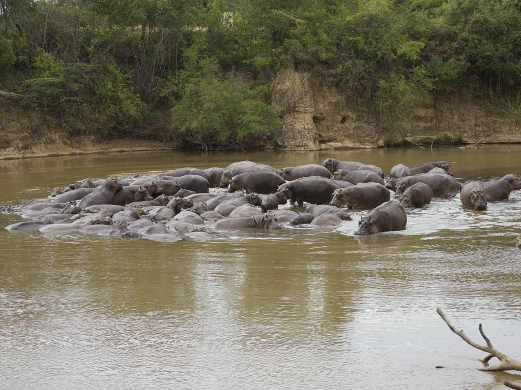 Ngerende Island Lodge (Adults Only) Maasai Mara Luaran gambar